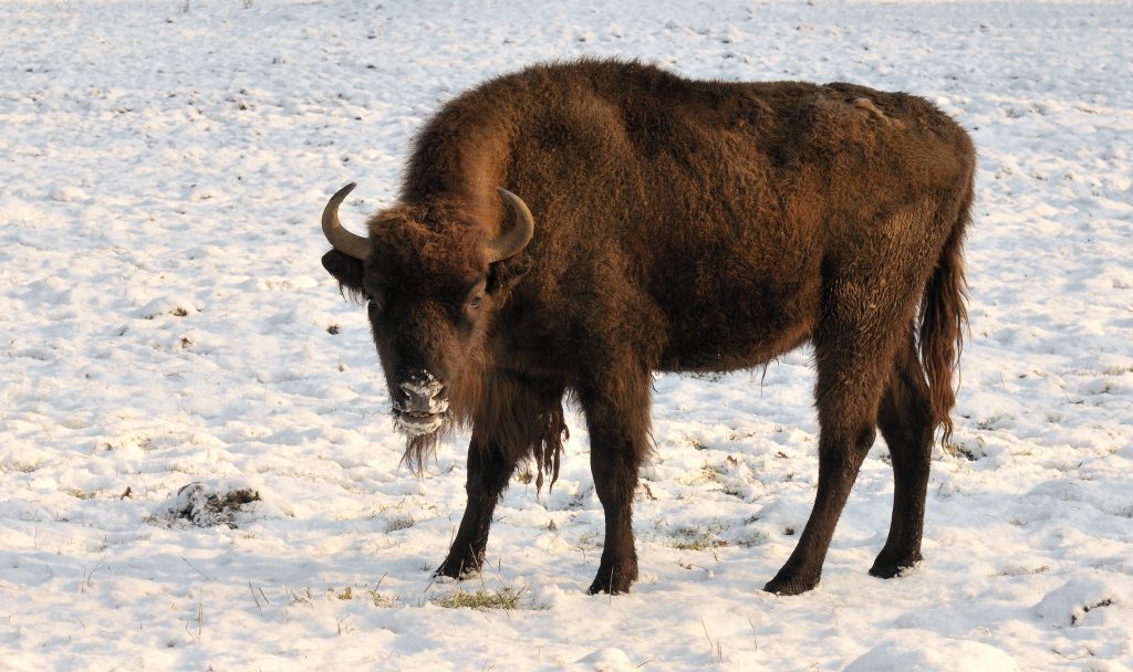 Bisonte europeo (Bison bonasus) en la nieve de la Montaña palentina (Castilla y León)
